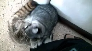 Смешные зверята