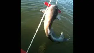 perception swifty 9.5 kayak fishing