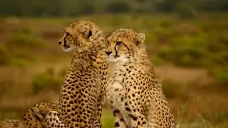 Cheetahs Licking Each Other