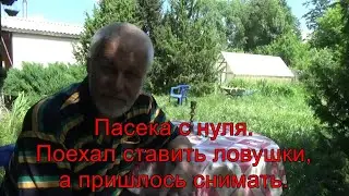 Пасека с нуля. Поехал ставить ловушки, а пришлось снимать.