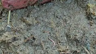 Vermicompost's first step at Mastuana Sahib