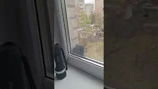 Нежданный гость-голубь #хочуврек #животные