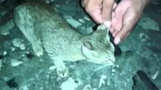 Il gatto che parla al telefono