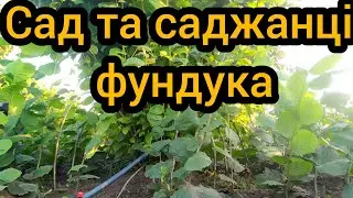 Сад фундука! Саджанці фундука станом на 7 серпня