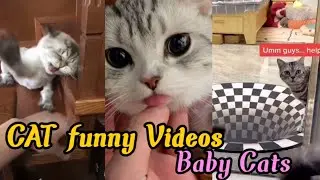 Cat funny videos|Cute cat videos|baby cat videos|animal video|tom&jerry #viral #trending #funnyvideo