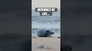 Sleepy Seal can’t resist a lie in. #sleepyseal #beachlife #lazydays #wildlife