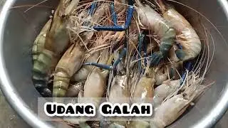Udang Galah BESAR!!!dari Sebuku Kaltara