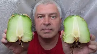 У человека кактус. Как выглядит разрезанный кактус