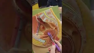 Bio242: female anatomy