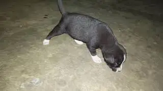 labrador puppy drinking milk 🥛