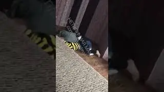 Дагестан хипишь девочек из за пацана