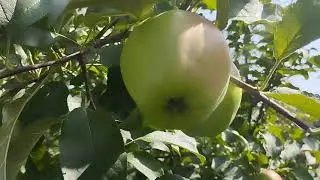 Результат закладки плодушек конечным плодом на яблоне