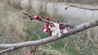 Исфара обу хаво Гулхои зардолу No coment 