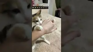 тигри