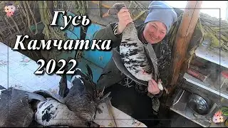 Охота на гуся. Камчатка 2022 весна. часть 1