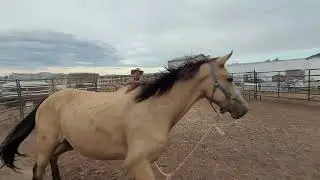 Training a Rescue Horse: See His Amazing Progress in the Round Pen!