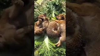 Uyumak için yanlış yer seçen bir köpekcik.