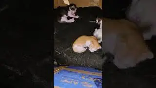 when kittens are calling for their mother