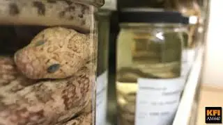 KFI Reports - A person on Newport Beach has made a scary find, a rare venomous sea snake.