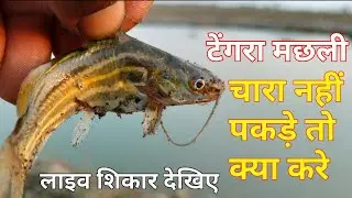 टेंगरा मछली शिकार करने का जबरदस्त तरीका || लाइव शिकार देखिए || sundar bihar