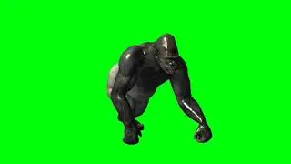Gorilla // Gorilla walk // Green screen gorilla // Gorilla green screen // 