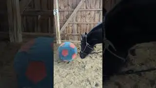 Playing with Esprit! It's fun to teach tricks.