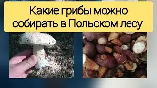 ГРИБЫ В ЛЕСАХ ПОЛЬШИ // КАК СОБИРАТЬ ГРИБЫ //ГДЕ СОБИРАТЬ ГРИБЫ, КАК РАСПОЗНАТЬ ГРИБЫ, РЕЦЕПТ ГРИБОВ