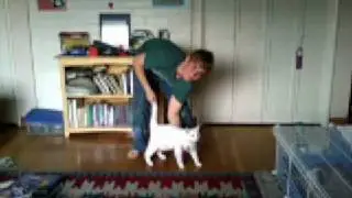 Cat fart 2