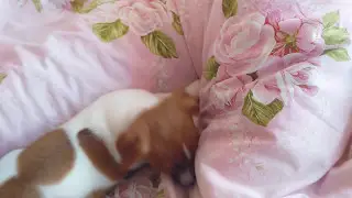 Маленький сыщик