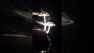 Mushrooms Caught Releasing Spores Into The Atmosphere.. 🤯