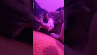 Фитокошка под фитолампой. 