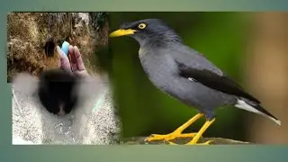 Cari sarang burung jalak, burung jalak bersarang di tanah