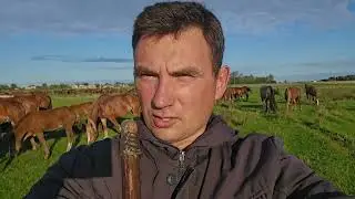 Большой обзор | Лошади в Августе