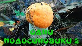 Грибы 2019. Одни подосиновики 2