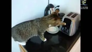 Приколы про кошек смотреть до конца.