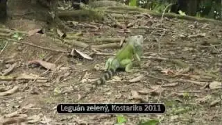 Leguán zelený
