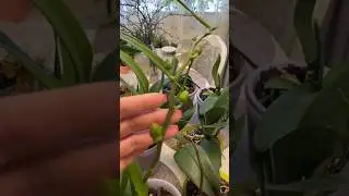 После этой подкормки орхидеи точно зацветут. 