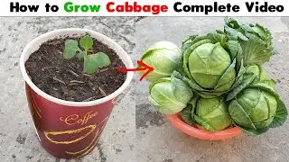 How to Grow Cabbage From Seeds (Step By Step Guide)