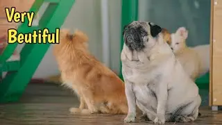 Funntest animals video 2023🙀| Funny cats and dogs video😝| cute animal part 1