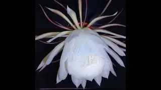 Kadupul Flower Blooming #satisfying