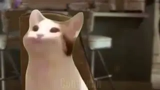 SAY POP ONE  MORE TIME... cat