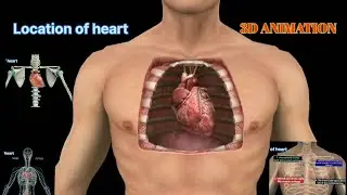 location of heart in the human body #heart #3danimation #heartanatomy #cardiovascularsystem