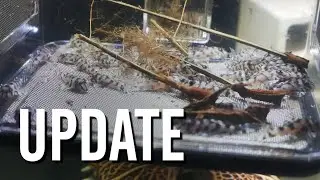 Update on My First L236 Super White Pleco Spawn