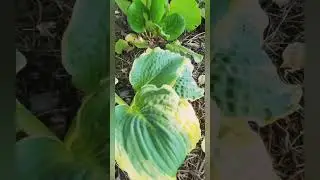 Hosta" Lakeside Prophecy Fulfilled"