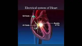 Electrical conduction system of heart