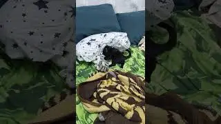 Кто тут возомнил себя кошкой?! )) 