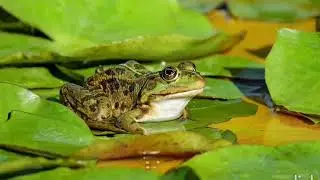 Жаби / Природа / Спокойствие / Frogs / Nature / Relax / Calm
