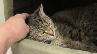 Sahara Kitty Mail!