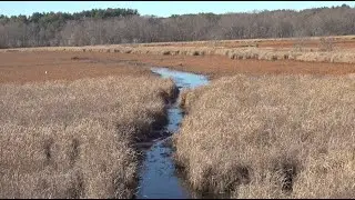 Great Meadows Nov  15