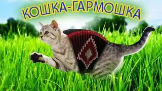 КОШКА-ГАРМОШКА | НАШ ОТВЕТ МЫШКЕ СОСИСКЕ